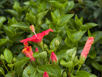 芙蓉，马来西亚的国花