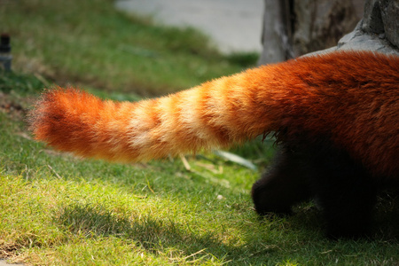 熊猫尾巴的样子图片图片
