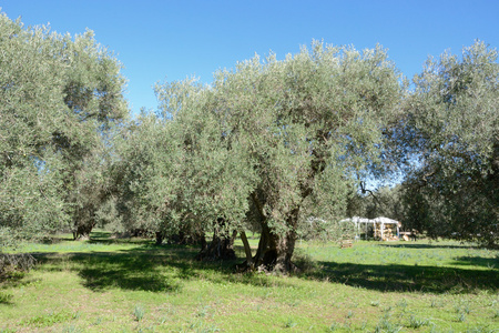 撒丁岛的橄榄树