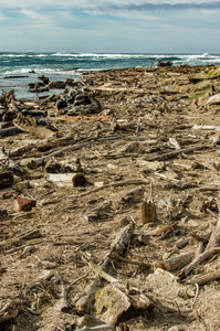 浮木垃圾被冲到了海滩上