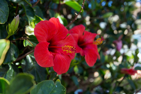 绿色树篱与红色芙蓉花