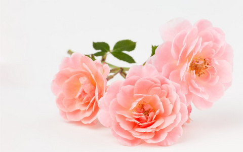 粉红色的桃花玫瑰群集