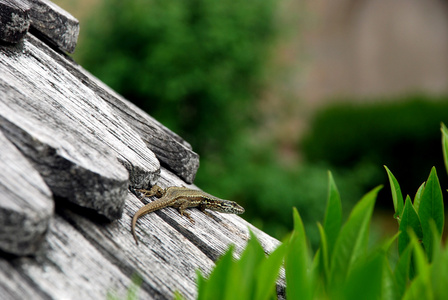 木制屋顶上的蜥蜴
