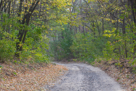 秋天的森林通过通路
