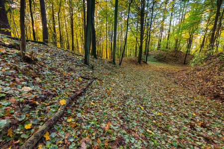 美丽的野生秋季森林与多彩的落叶