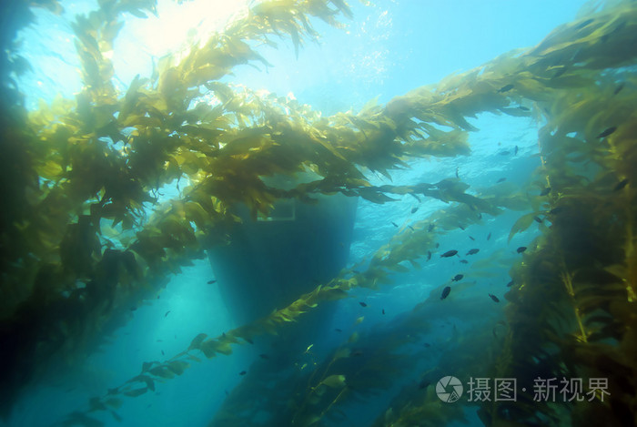 漂浮在加州珊瑚礁水下海草海带森林中的船只