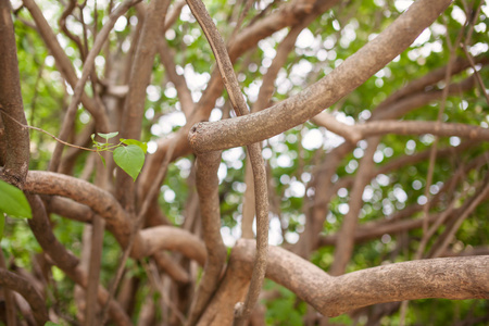 老树分支一个古老的丁香灌木的分支和树干照片