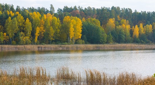 湖附近秋天森林的美丽的风景