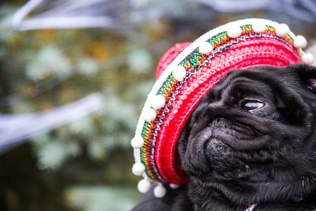 狗拖把。狗打扮成一位墨西哥。帽子草帽
