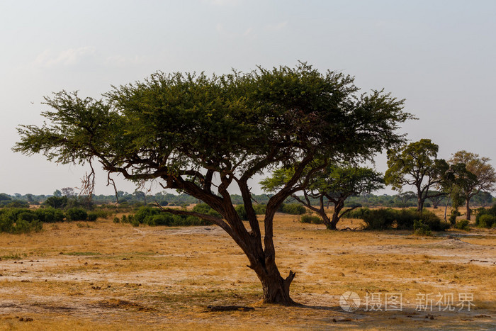 在开放的稀树草原平原非洲大相思树