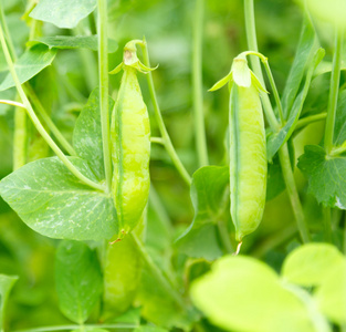 新鲜的豌豆荚新鲜成熟豌豆荚照片