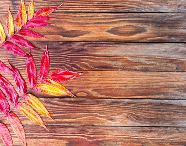 明亮的秋天的树叶上旧木板纹理