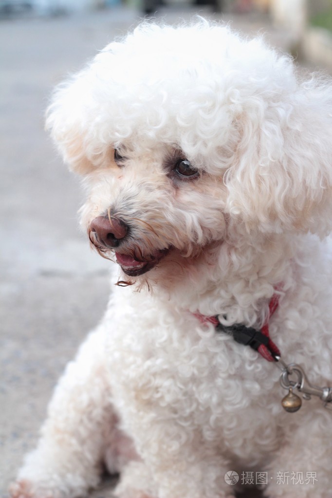 白色贵宾狗坐着凝视着