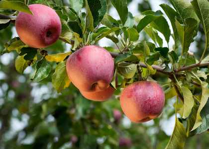 熟透了的苹果果实图片