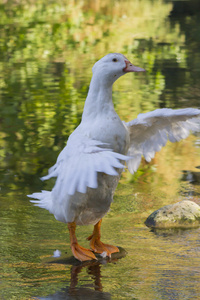 鸭湖上