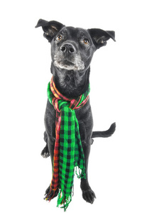 闪亮的拉布拉多混合狗戴着一条围巾