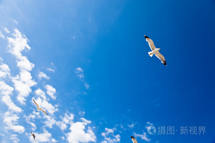 在飞行中的海鸥