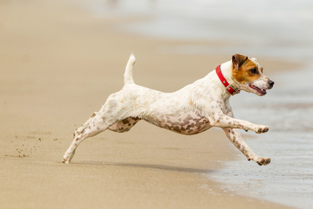 杰克罗素梗犬在海滩上