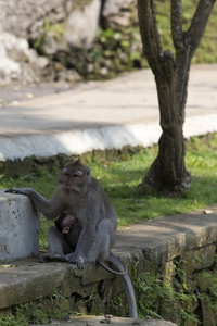 在巴厘岛上的猴子