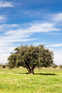 摩洛哥坚果树在绿色的原野