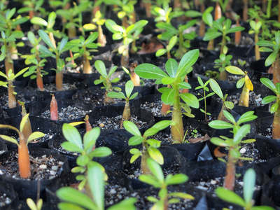 地榆育苗技术年轻的植物,在育苗袋照片