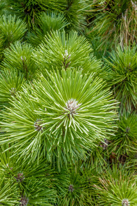 松锥 andgreen 树的树枝