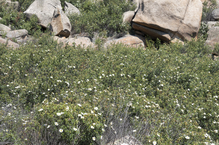 梦乡 ladanifer 胶 rockrose