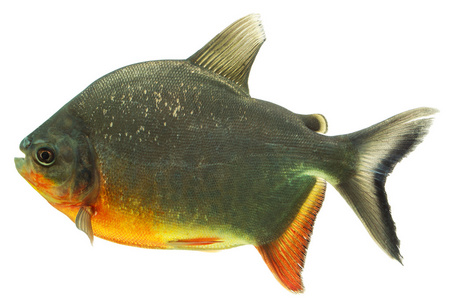 盖巨脂鲤鱼垂直白底盖巨脂鲤照片