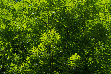 瓦屋顶受损