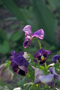 在花园里的紫罗兰
