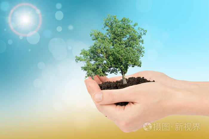 人类手里拿着绿色的树