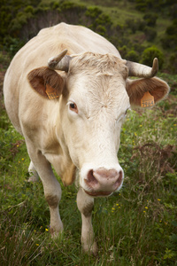 在弗洛雷斯岛农村的注册的牛。亚速尔群岛端口