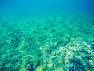 撒丁岛的绿色海底图片