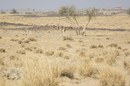 Chinkara，也被称为印度瞪羚