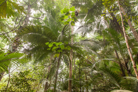 热带的雨林广角照片