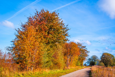 穿越秋天风景的道路