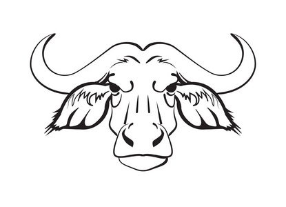 非洲野牛的头照片