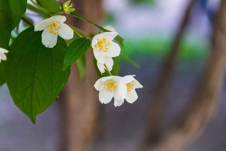 公园里美丽的茉莉花。明亮的夏天