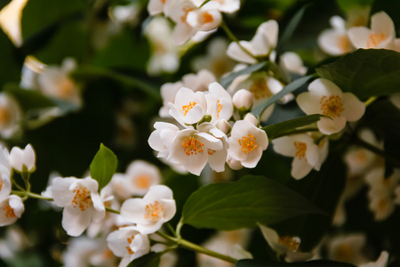 公园里美丽的茉莉花。明亮的夏天