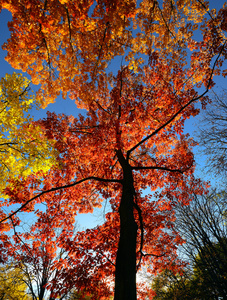 秋天和明亮的树叶
