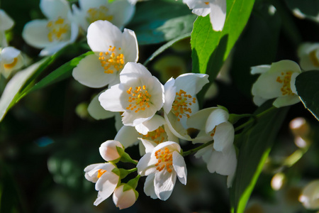 公园里美丽的茉莉花。明亮的夏天