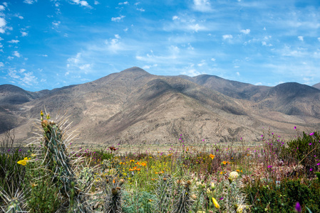 开花在智利的阿塔卡马沙漠