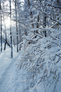 冬季森林与雪树