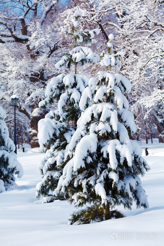 在冬季森林雪松树