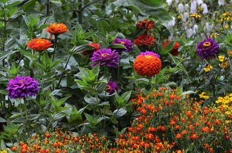 美丽的五颜六色的花坛在花园里图片