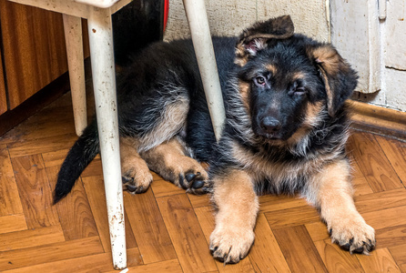 德国牧羊犬小狗图片