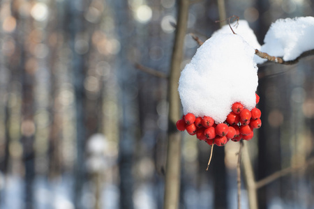 山灰浆果在雪在树的分支在户外