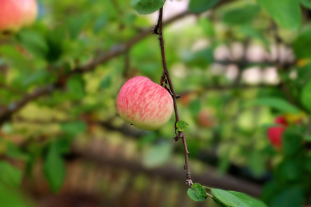 苹果在花园夏秋季