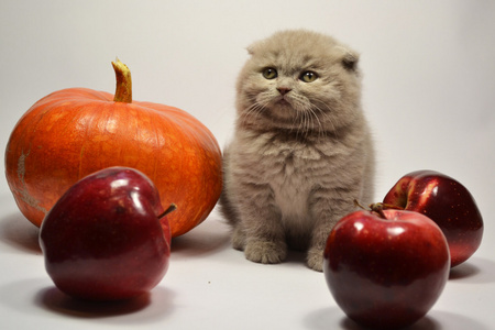 苏格兰折耳猫小猫图片