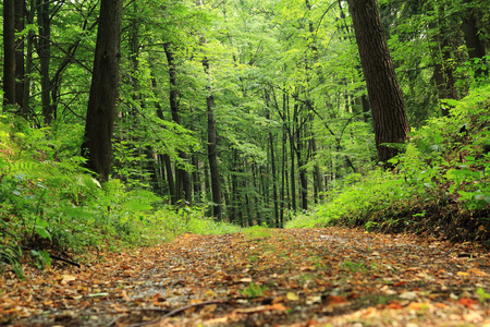 春天绿色捷克森林图片